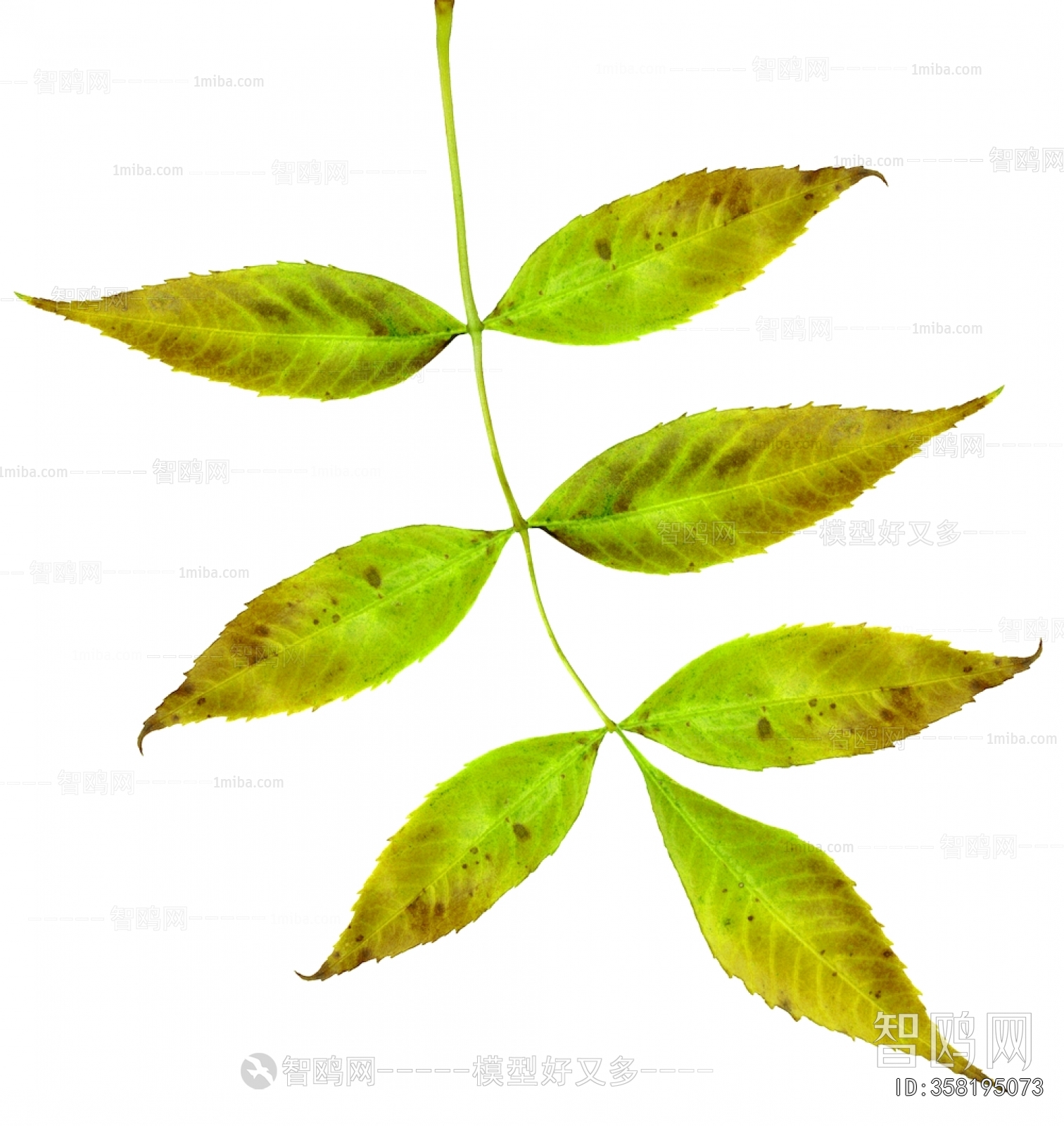 Plant Leaves