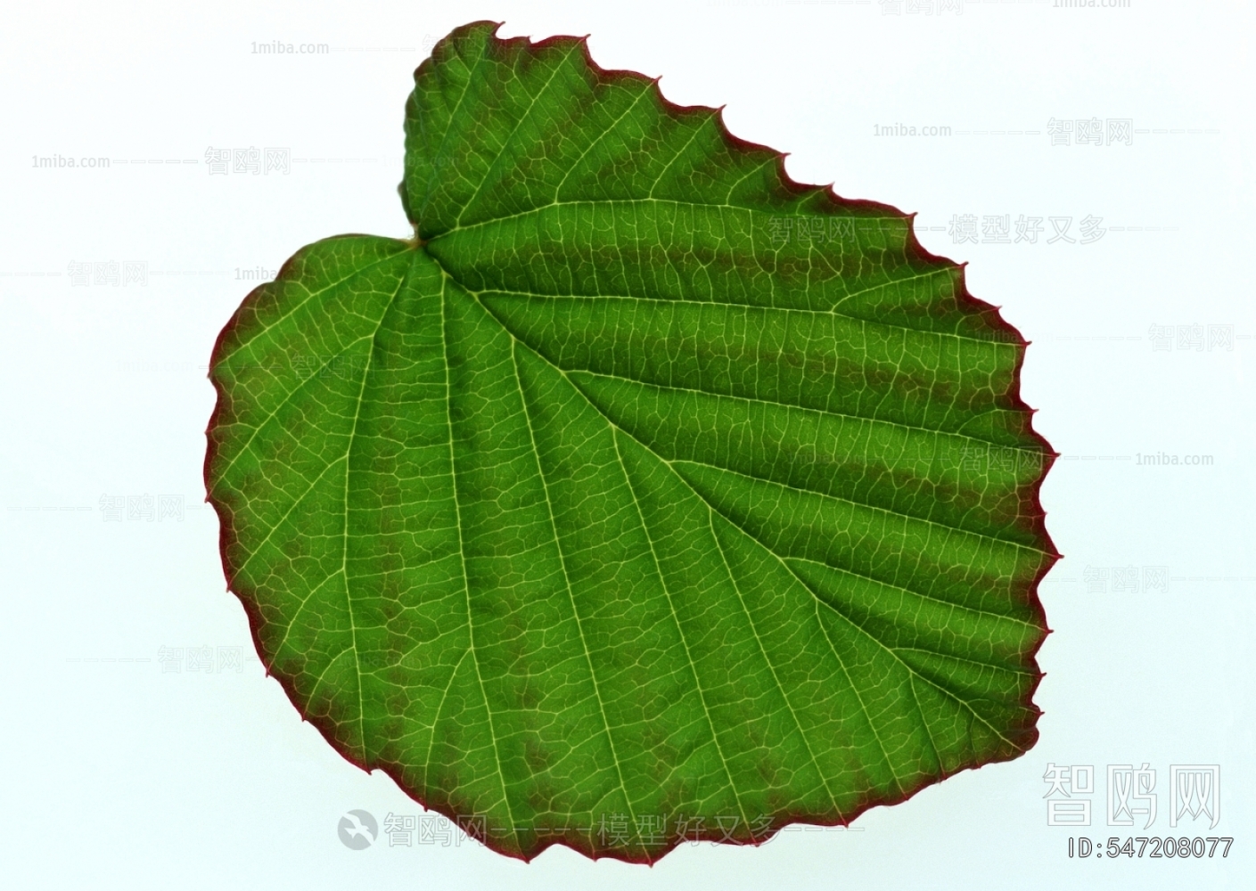 Plant Leaves
