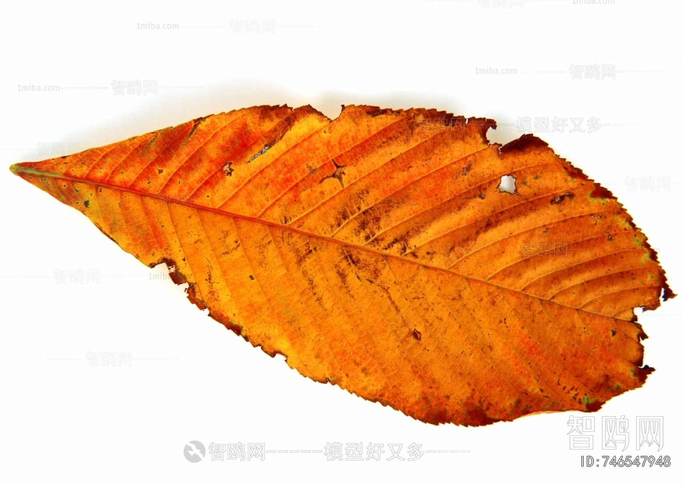植物树叶