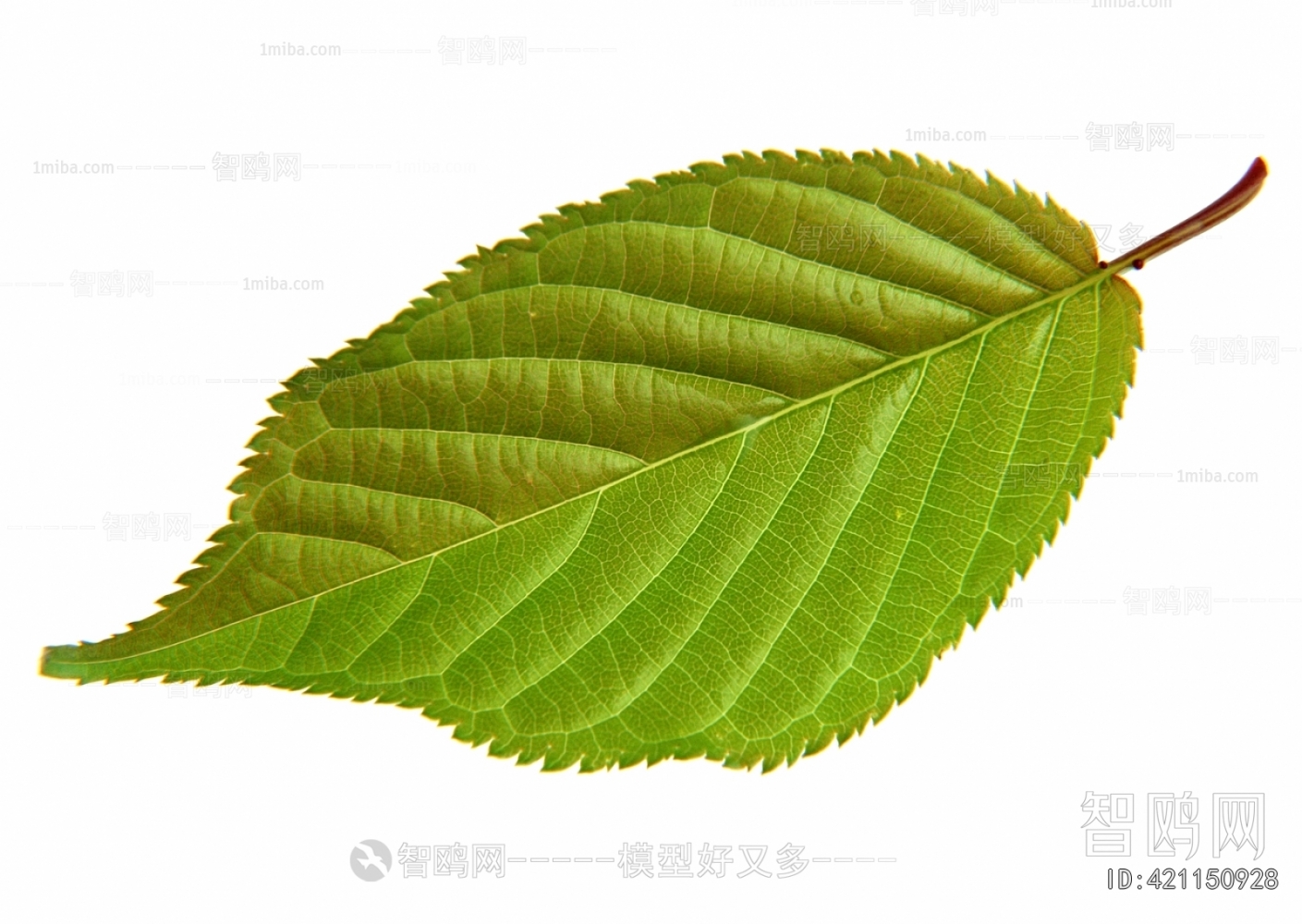 Plant Leaves