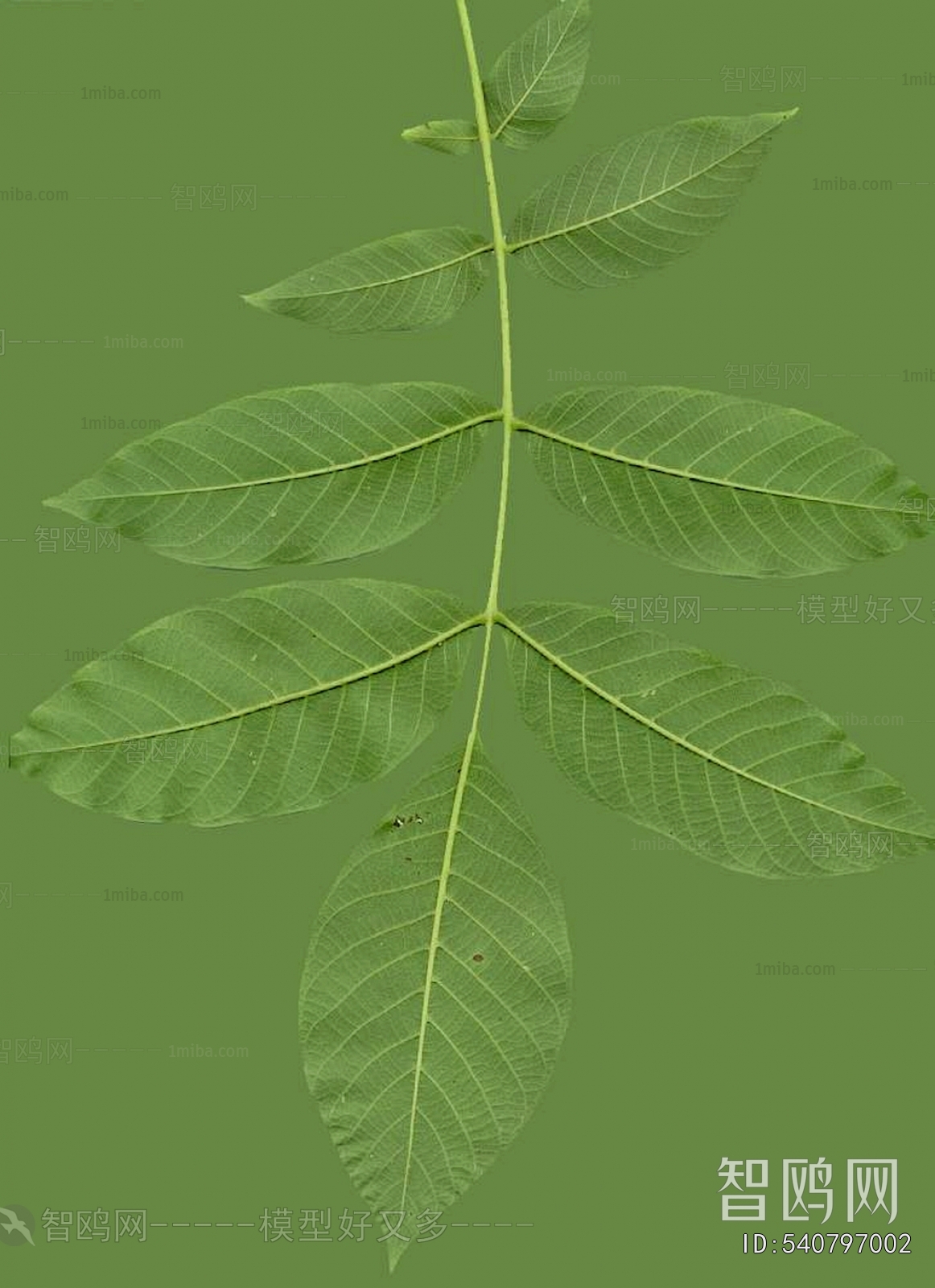 Plant Leaves