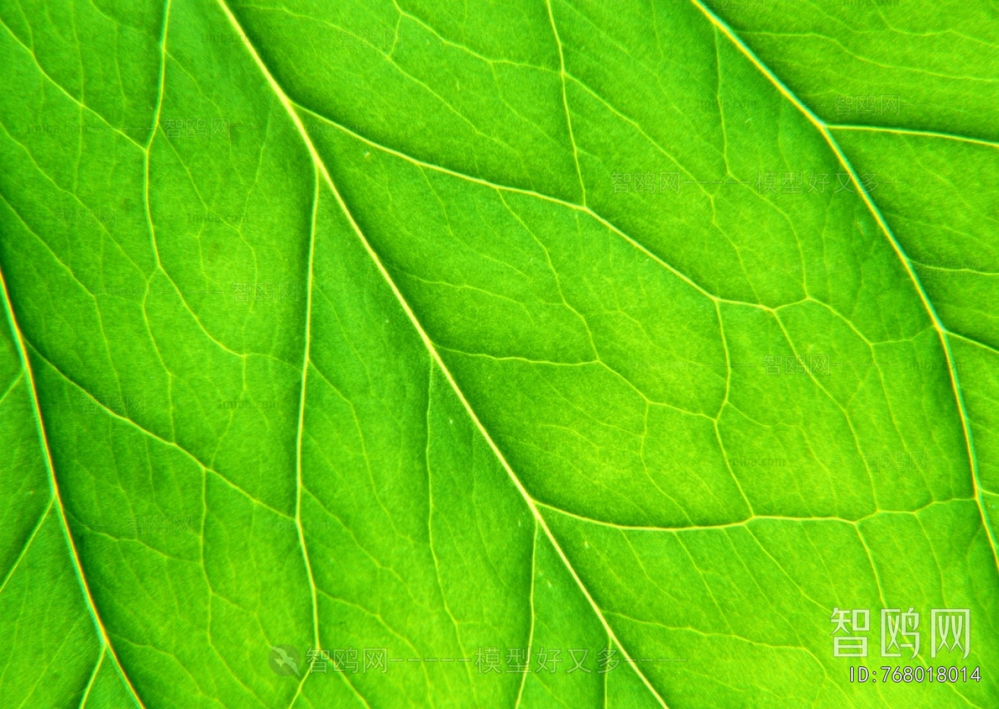 Plant Leaves