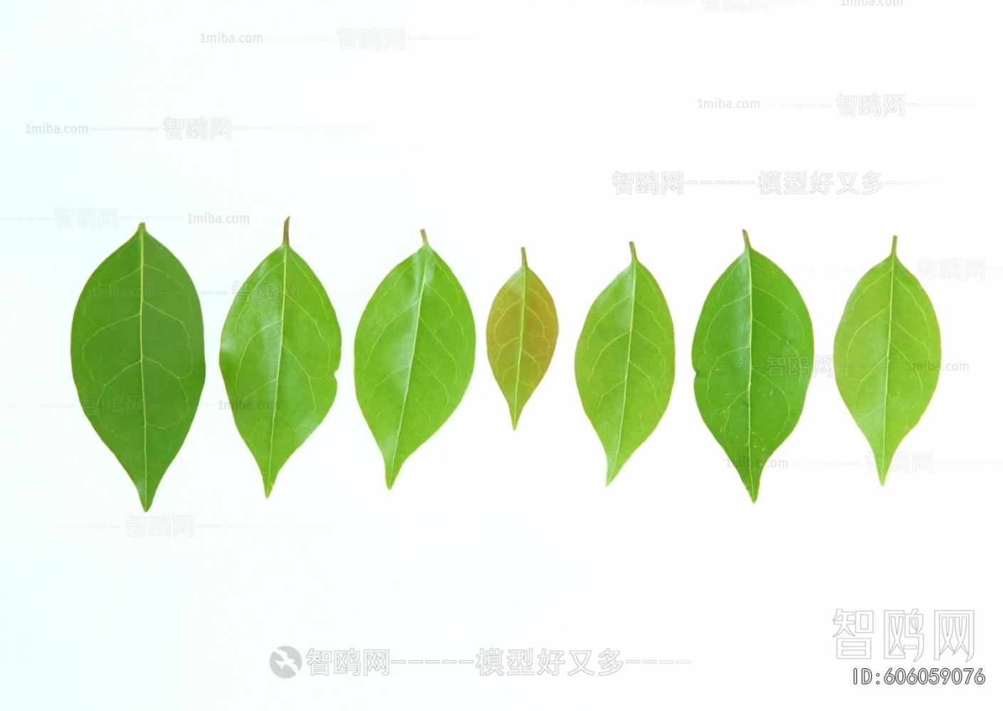 Plant Leaves