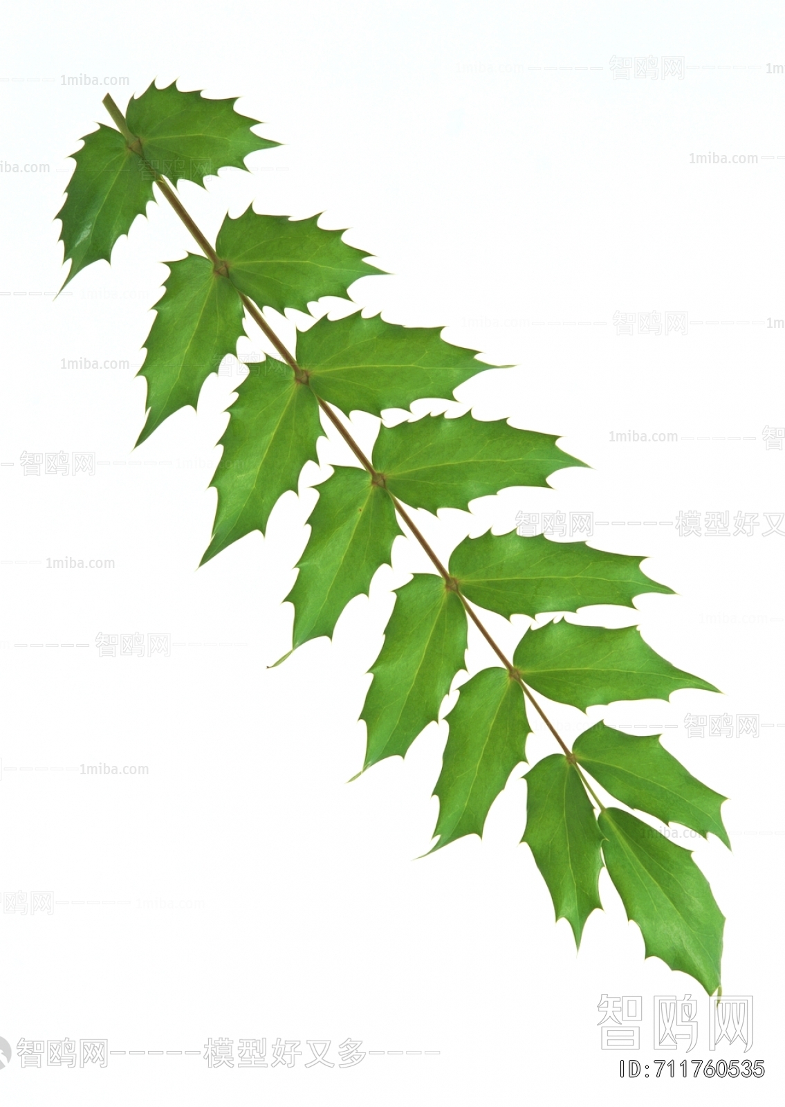 Plant Leaves
