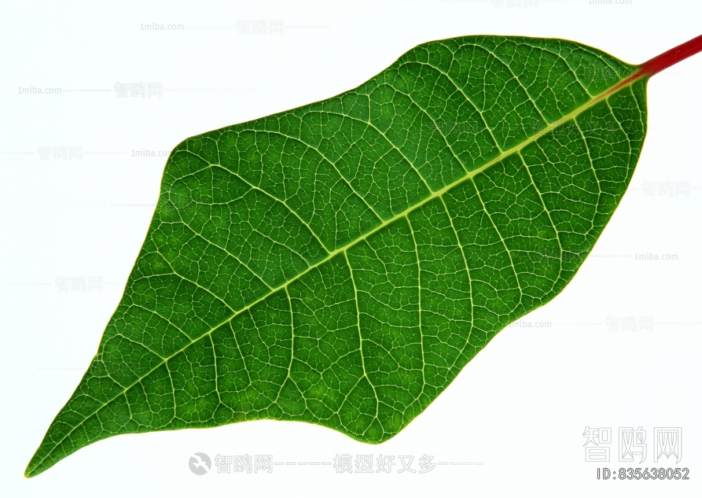 Plant Leaves
