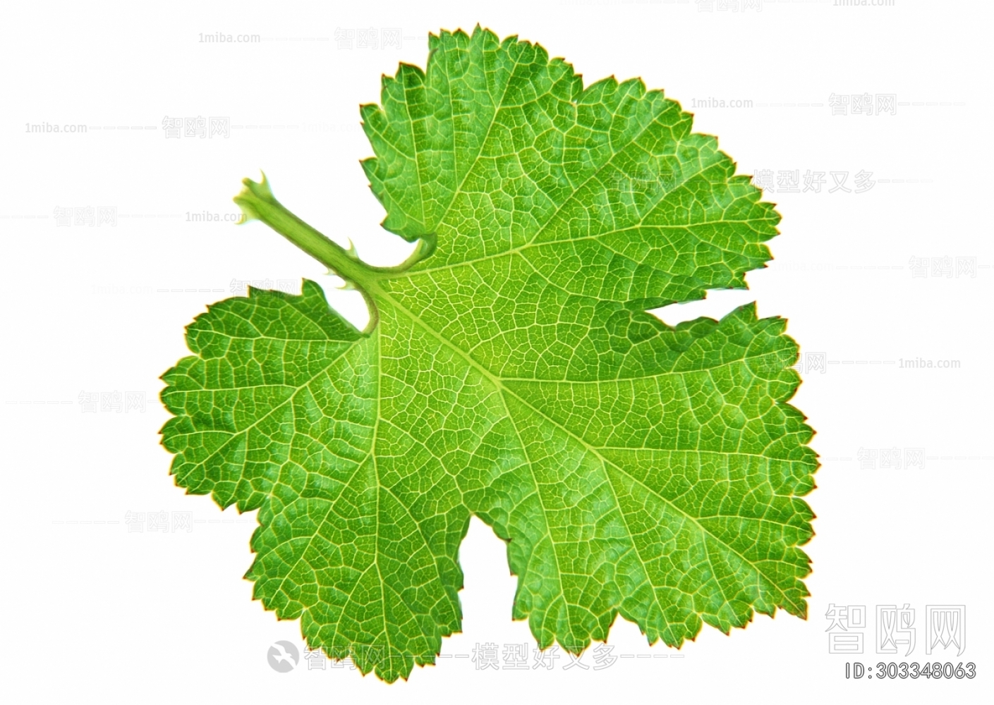 植物树叶