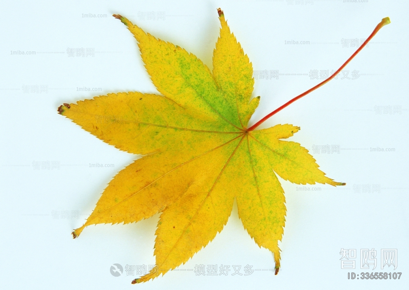 植物树叶