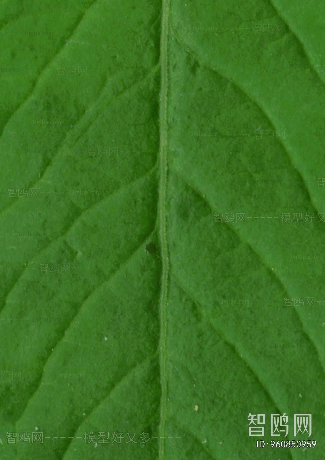 Plant Leaves