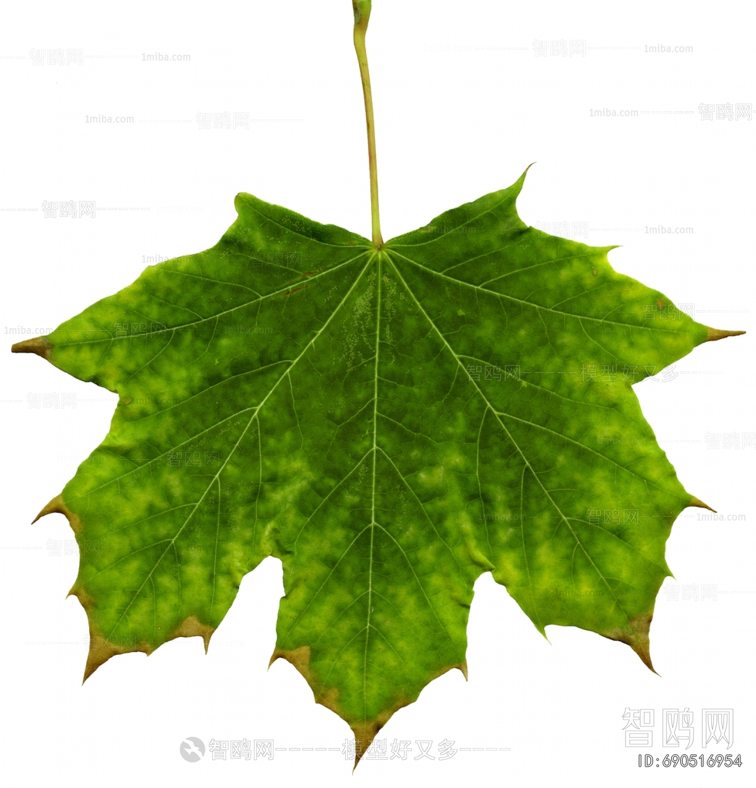 Plant Leaves