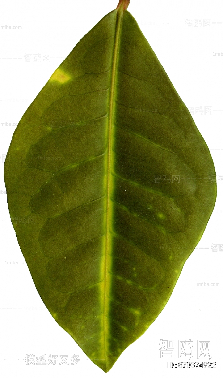 Plant Leaves