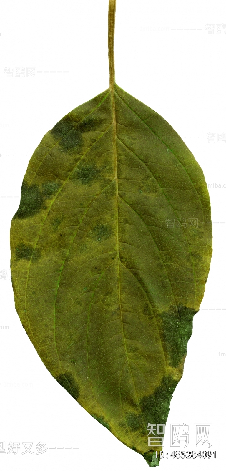 植物树叶