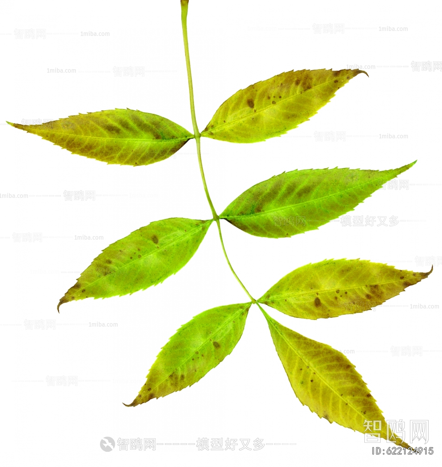 Plant Leaves