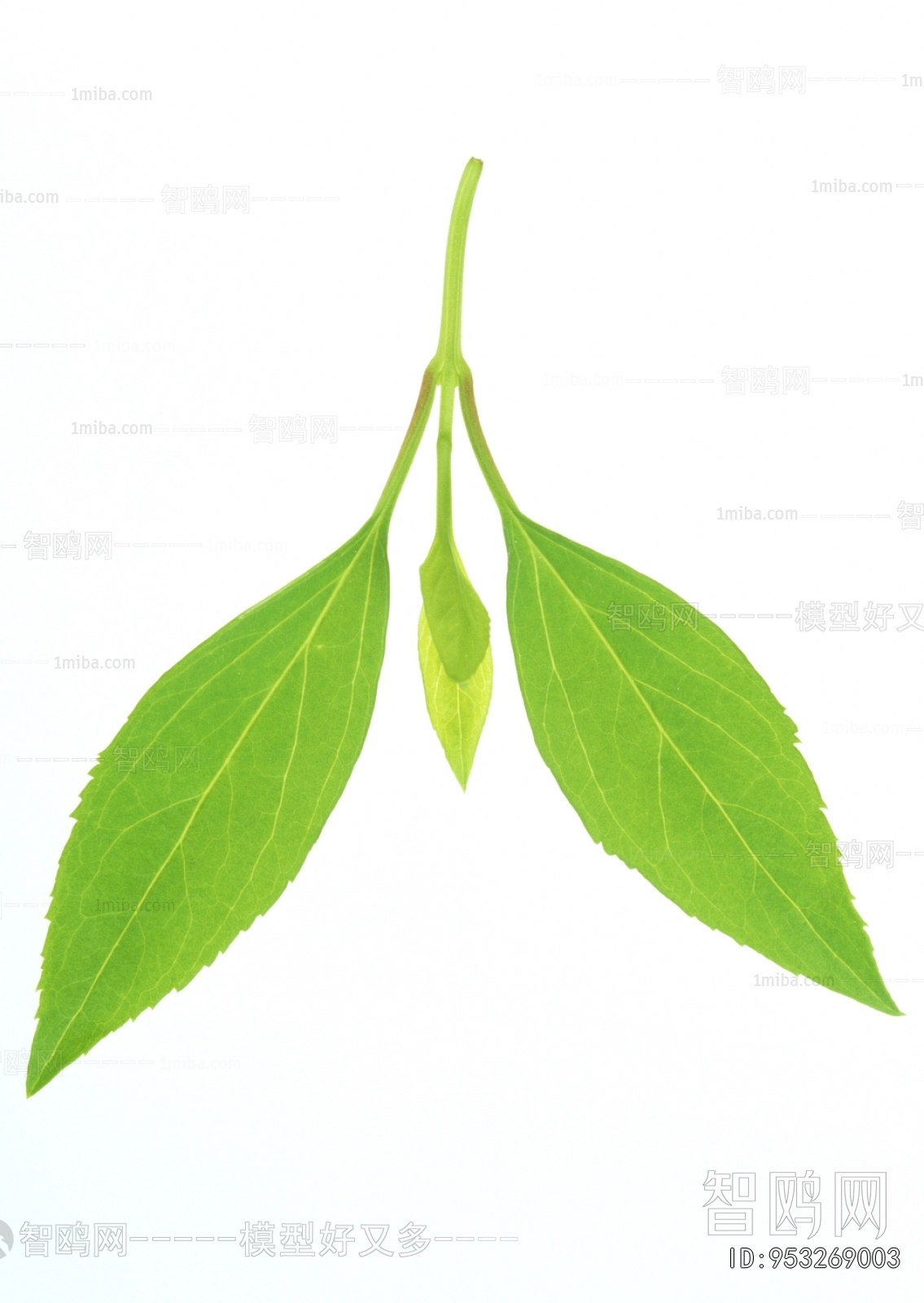 Plant Leaves