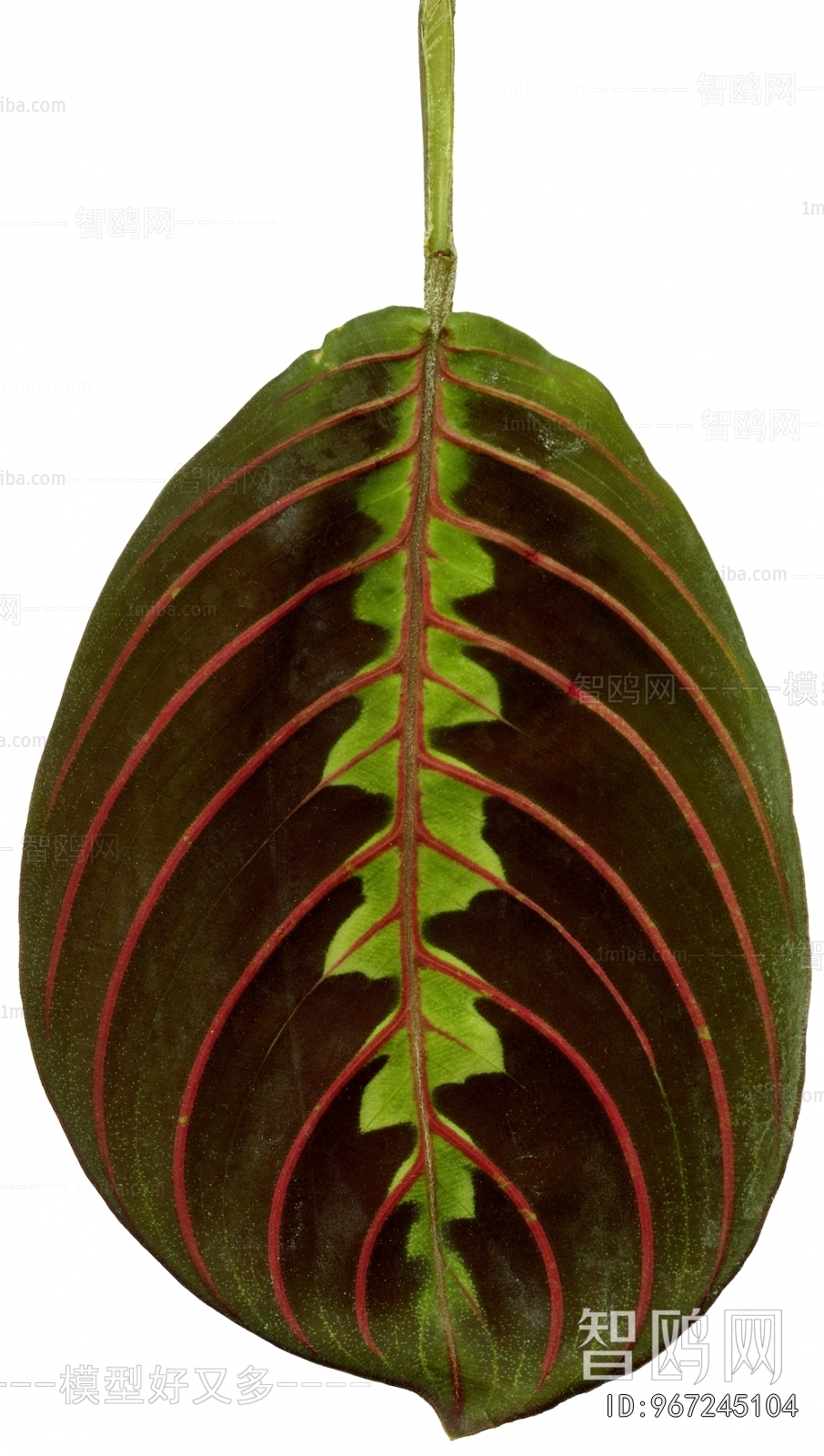 植物树叶