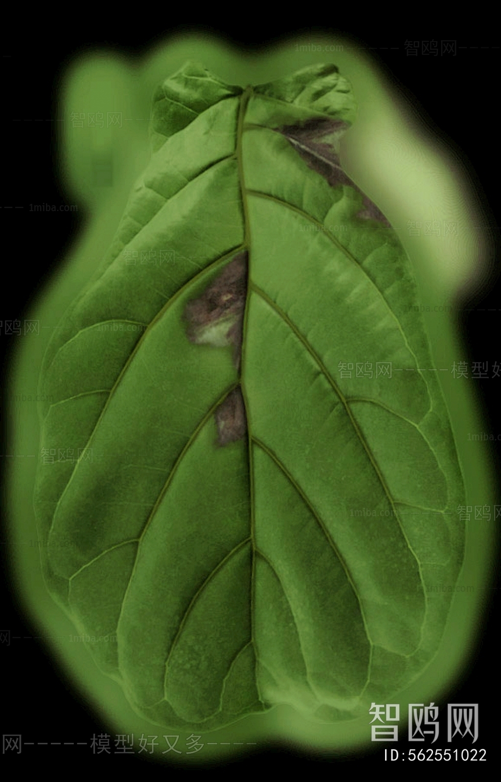 Plant Leaves