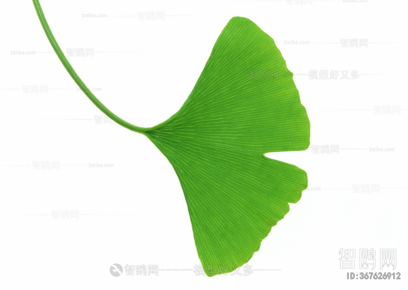 Plant Leaves