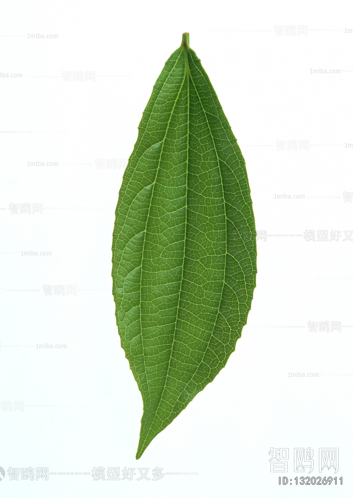 Plant Leaves
