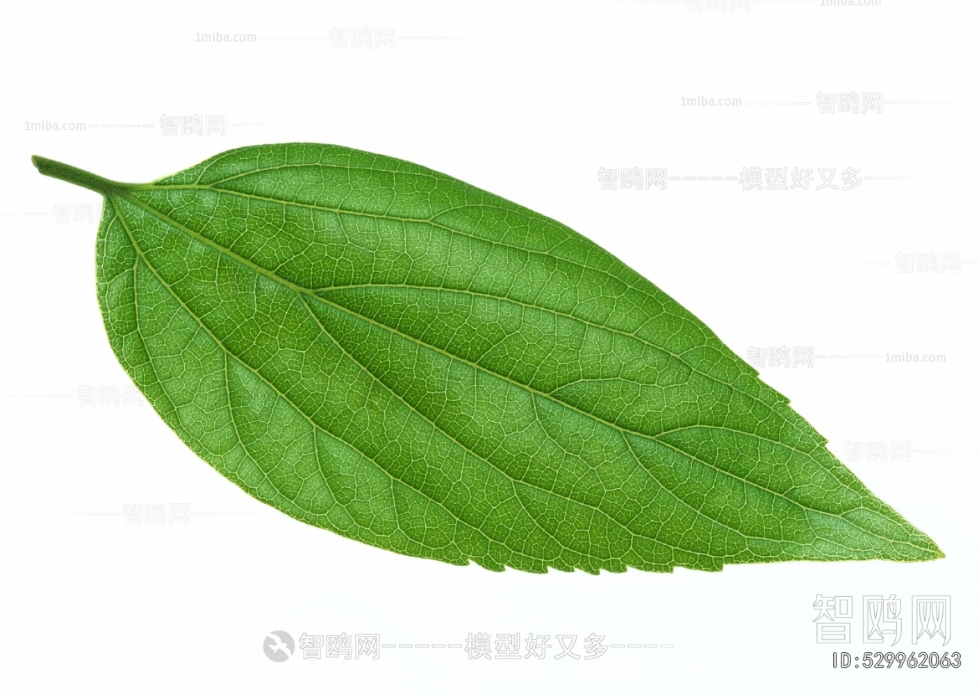 Plant Leaves