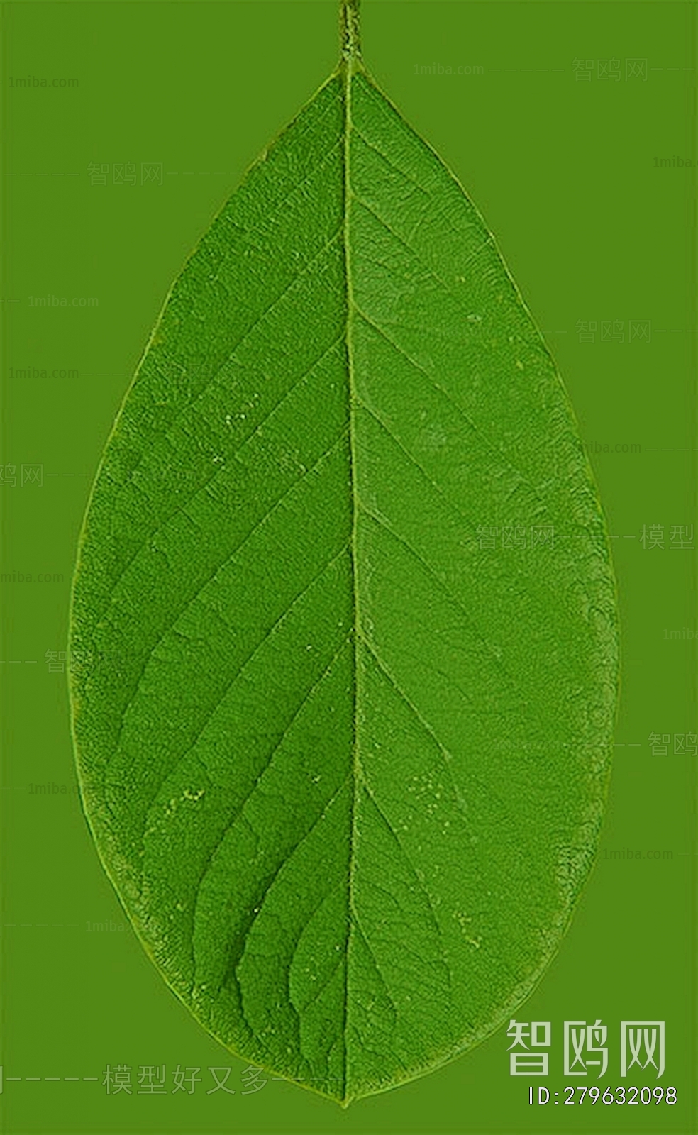 植物树叶