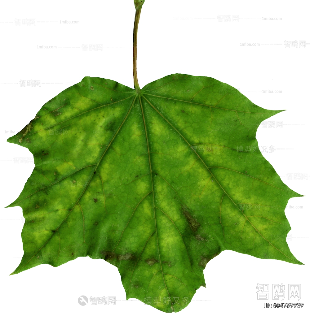 Plant Leaves