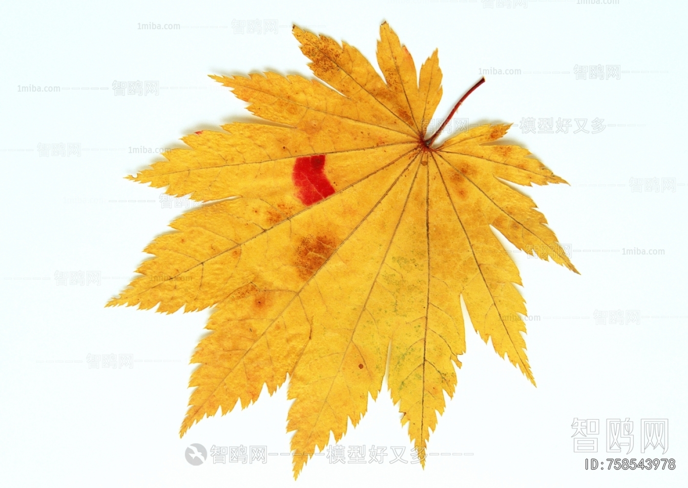 植物树叶