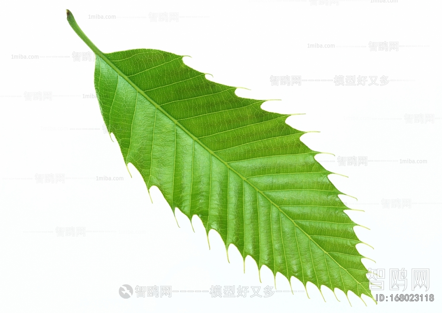 Plant Leaves
