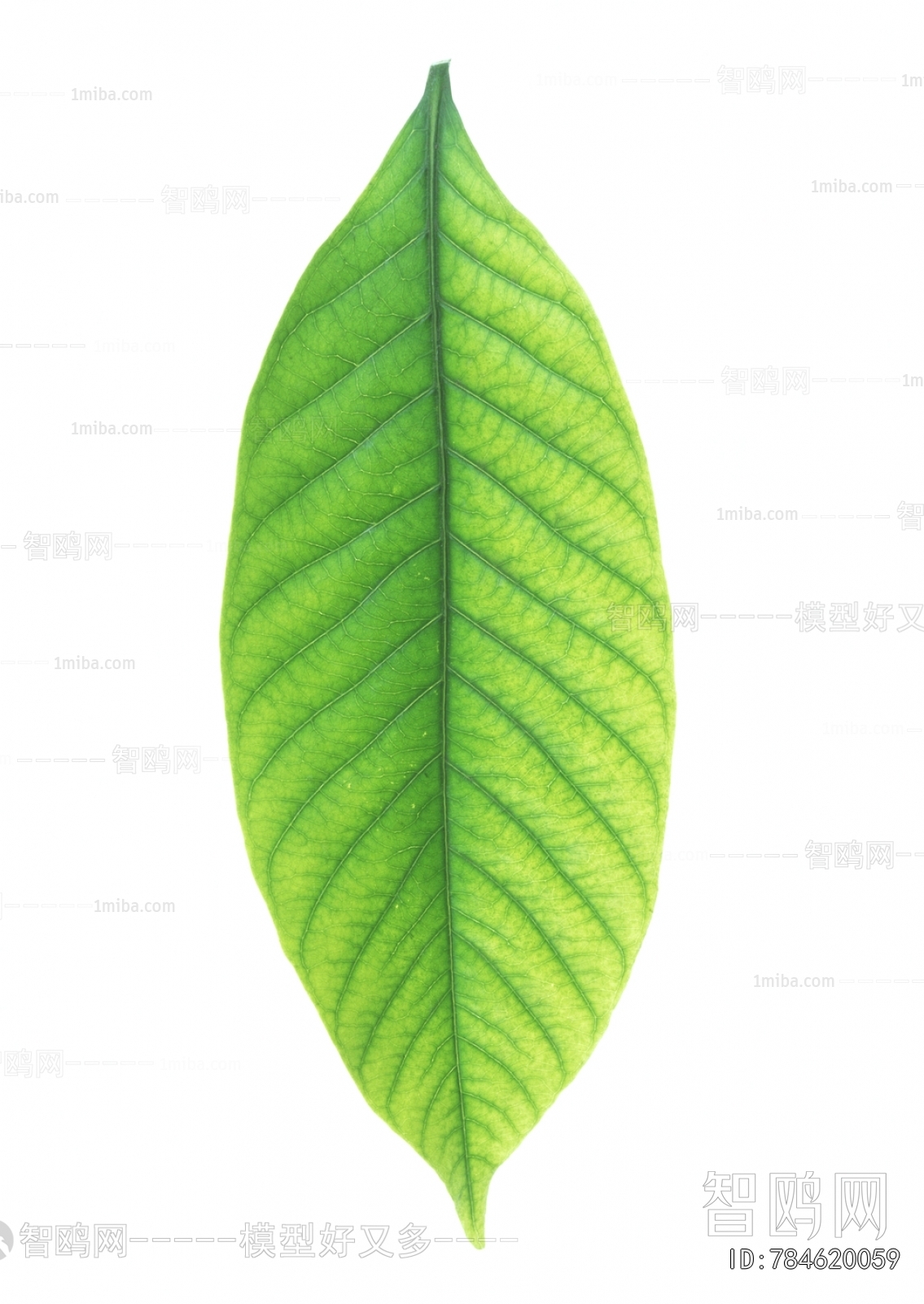 Plant Leaves