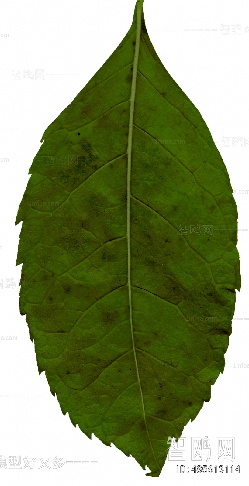 Plant Leaves
