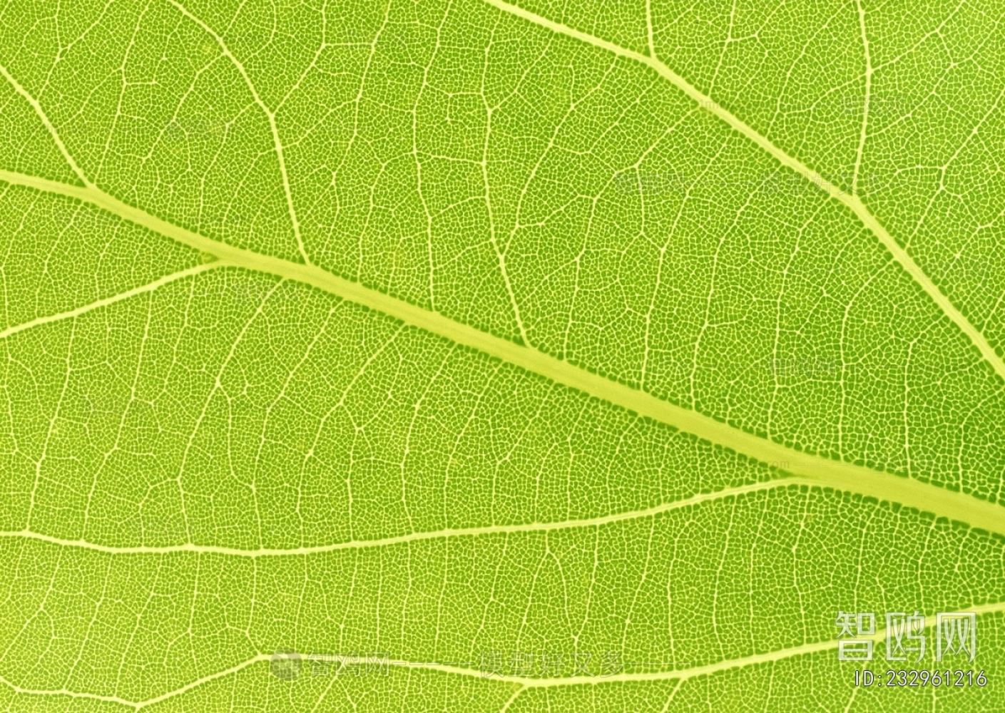 Plant Leaves