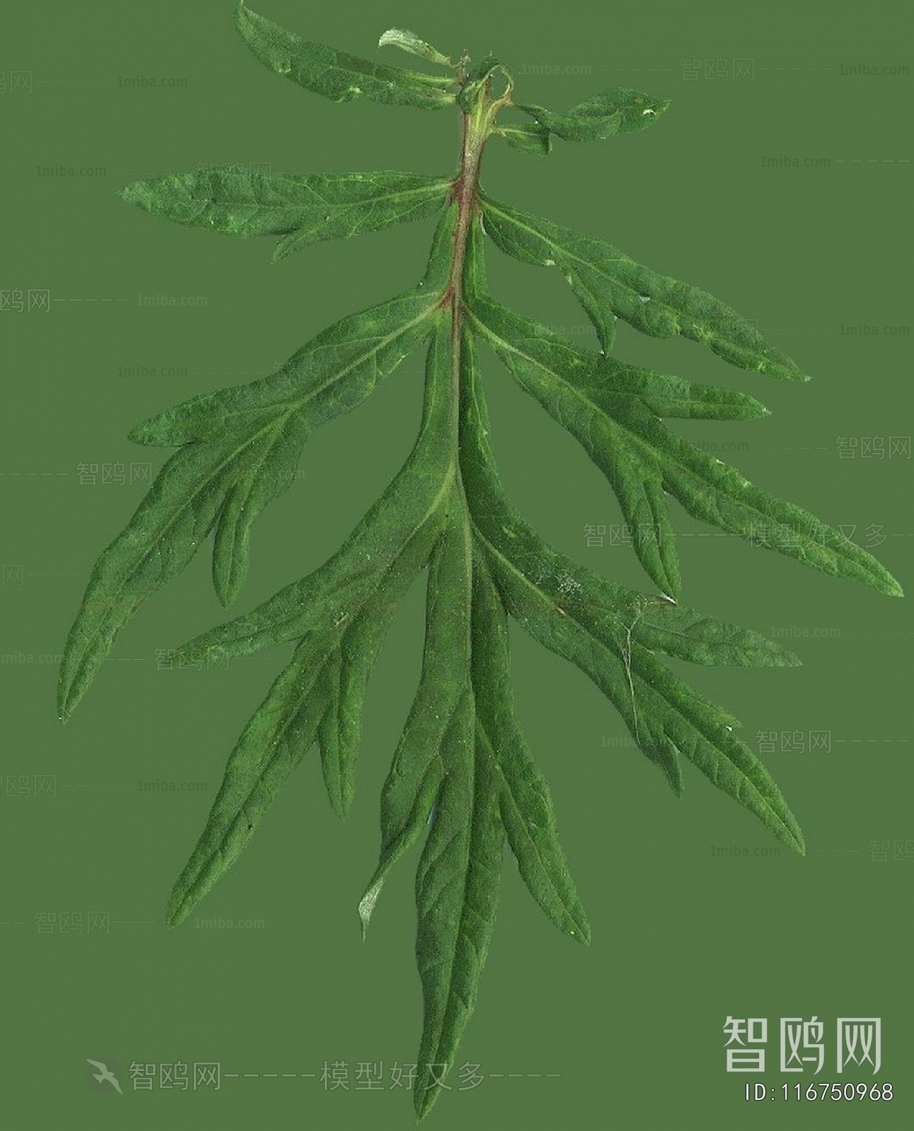 植物树叶