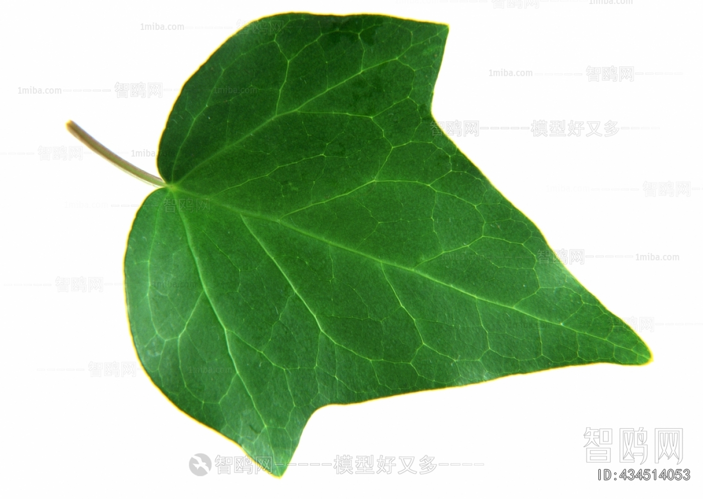 Plant Leaves