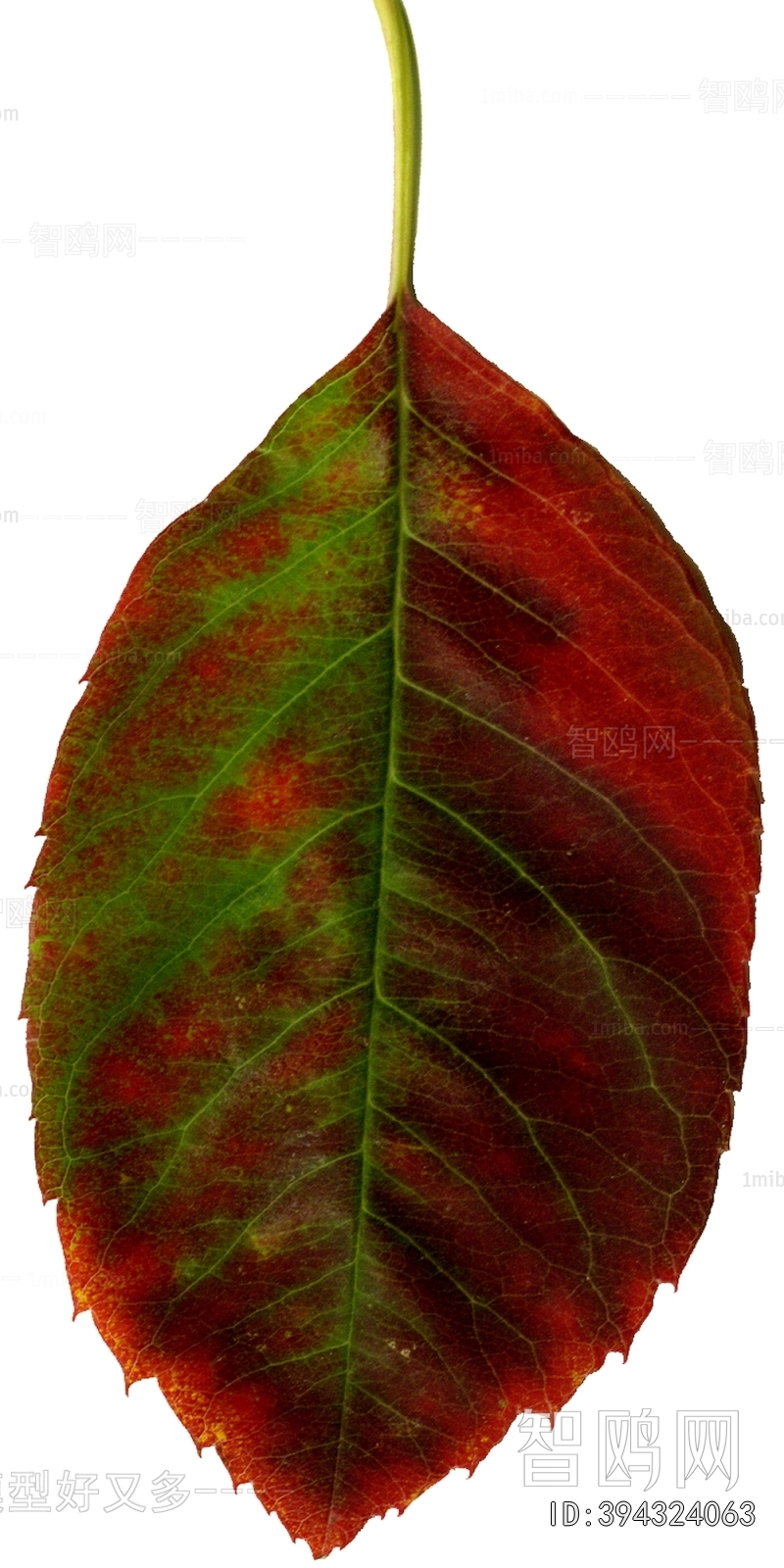 植物树叶