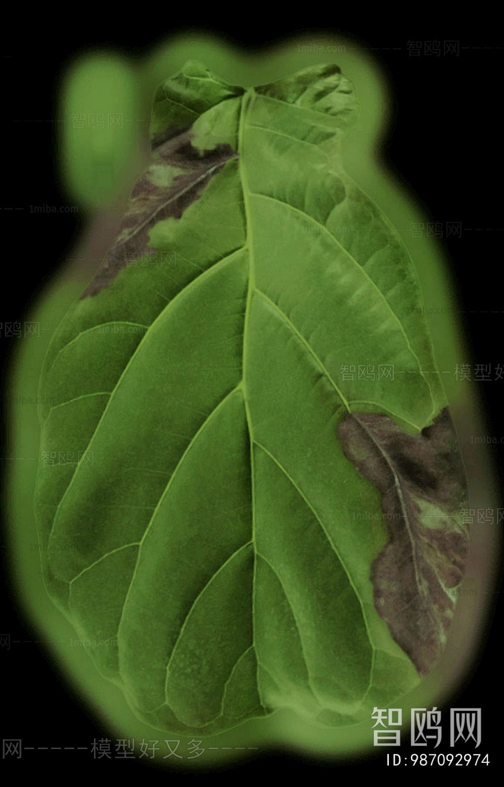Plant Leaves