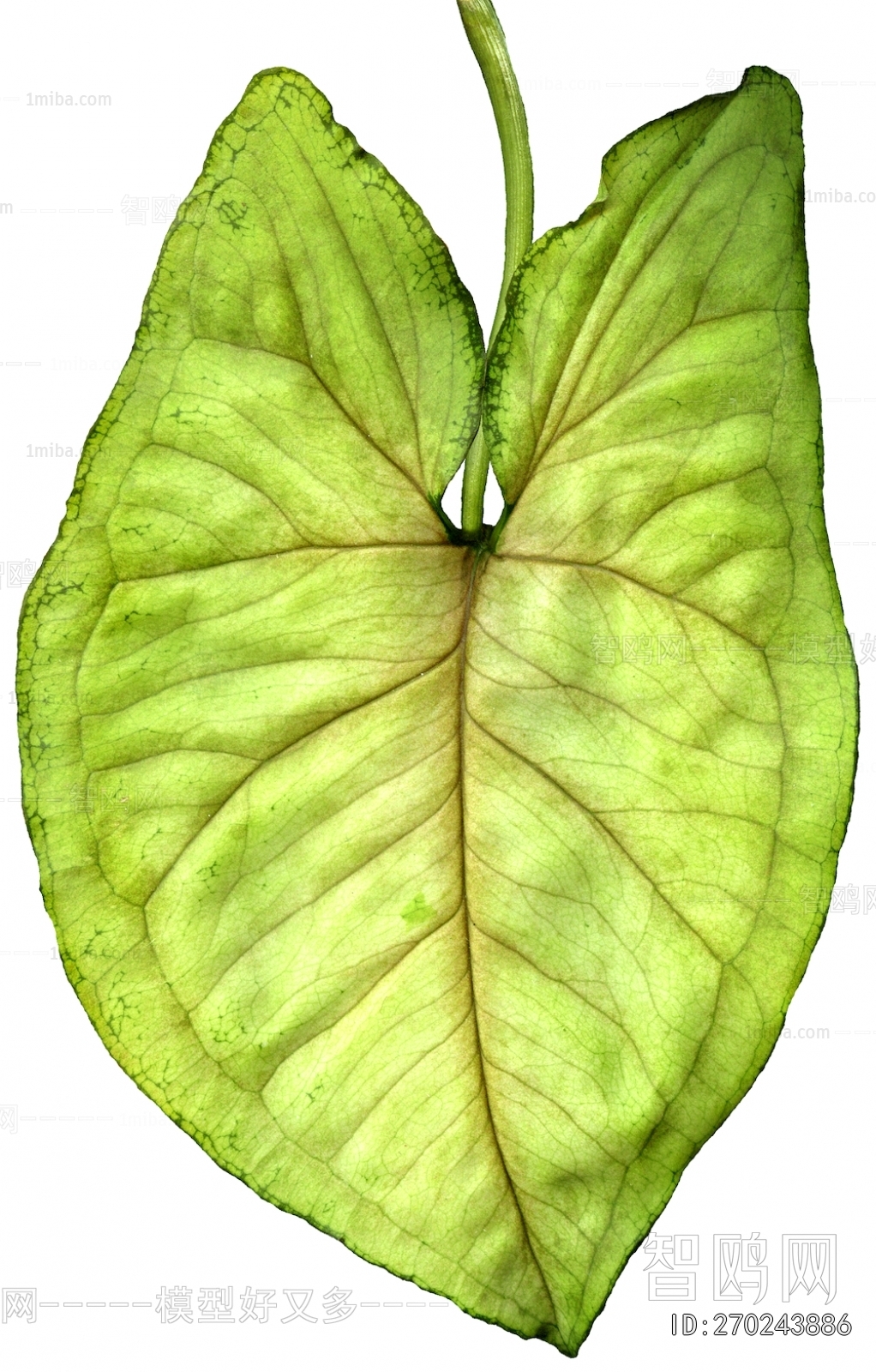 Plant Leaves