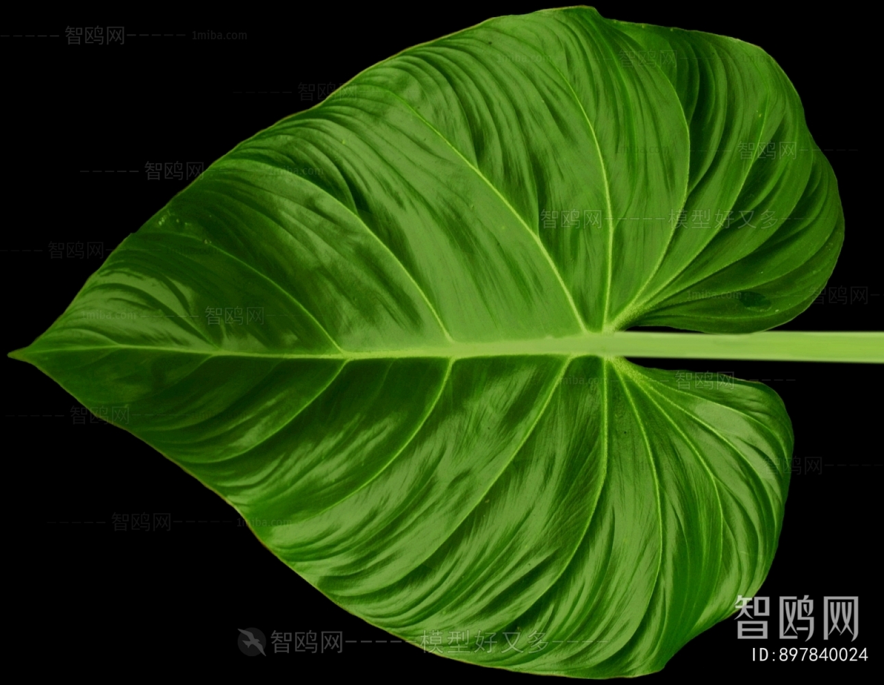 Plant Leaves