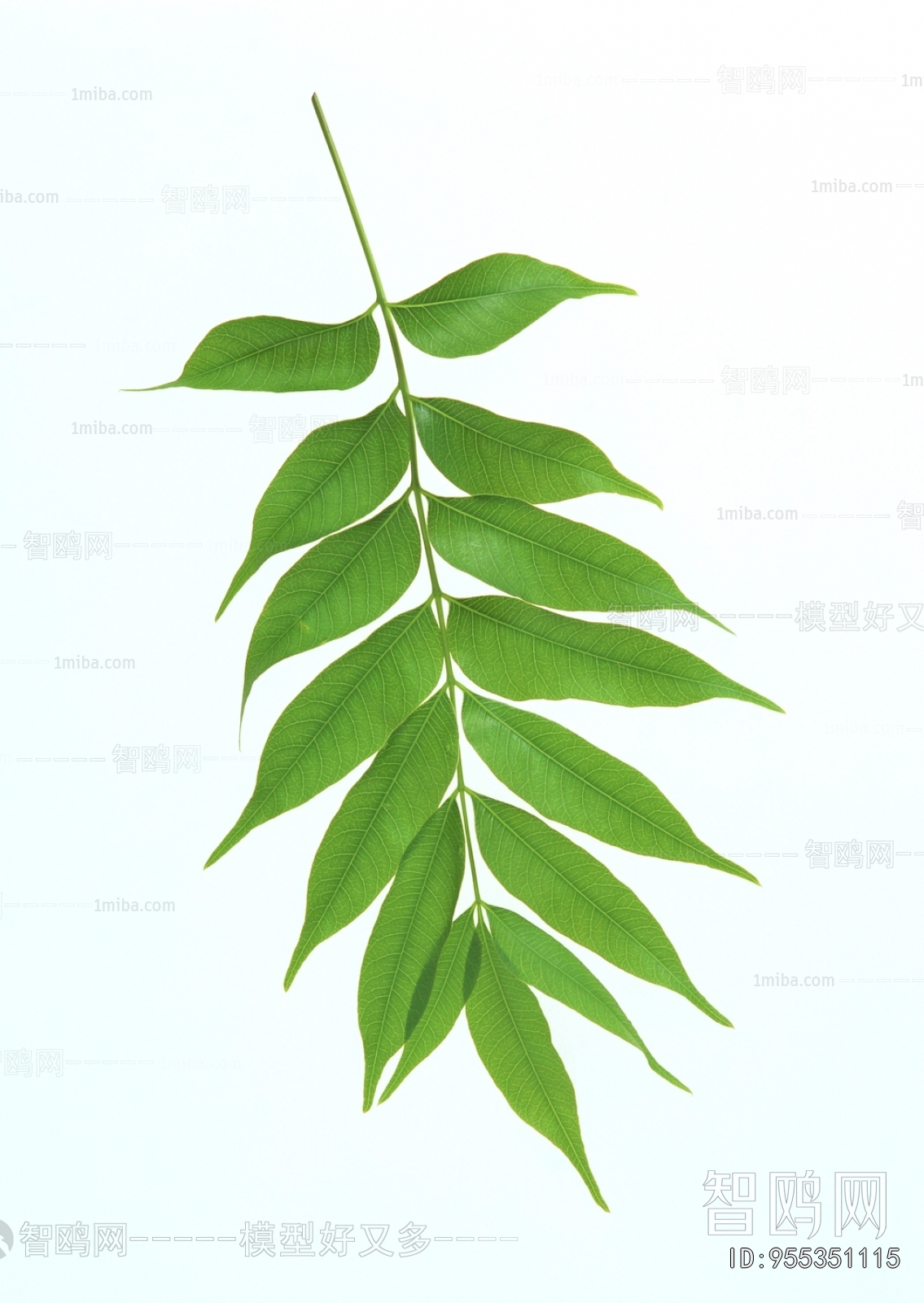 植物树叶