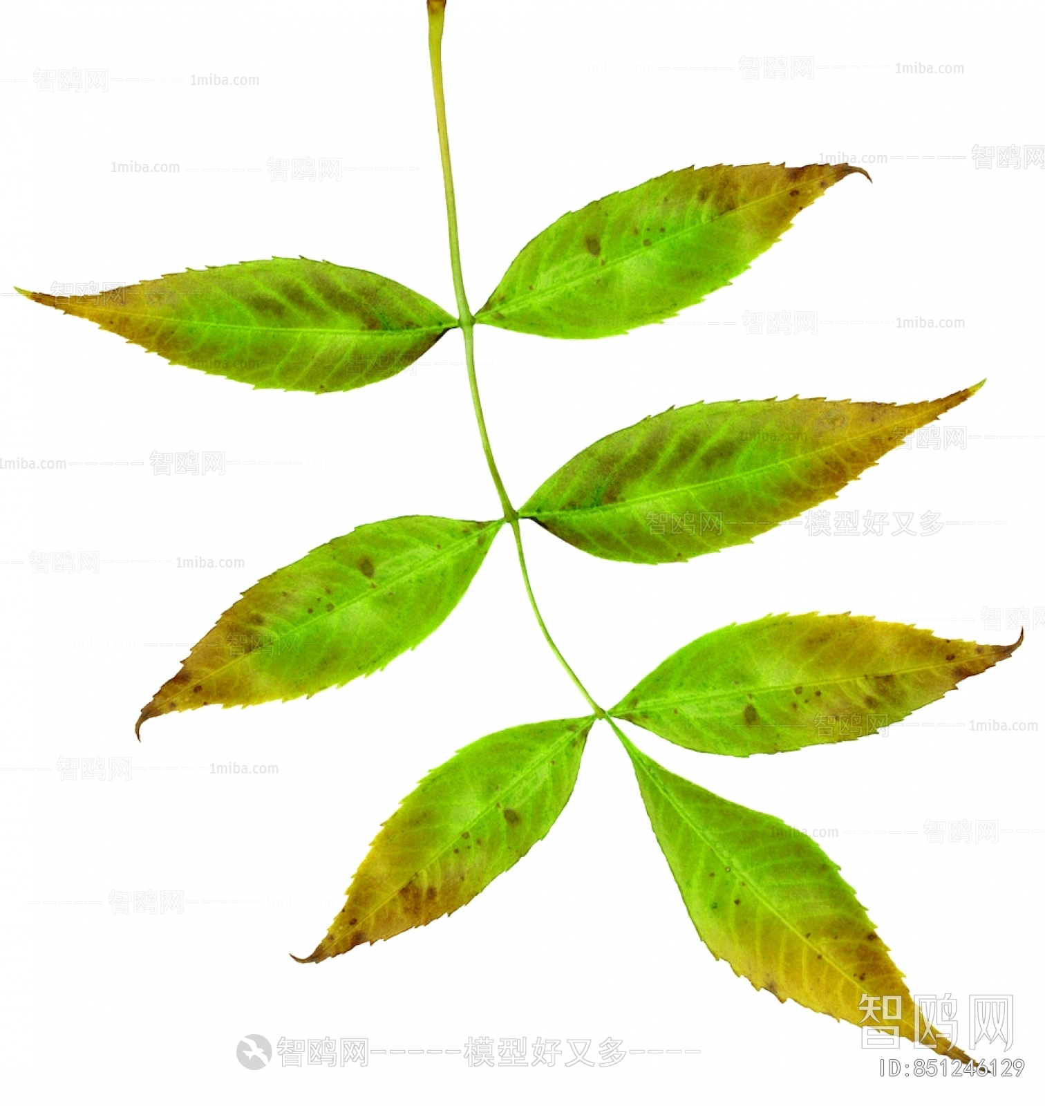 Plant Leaves