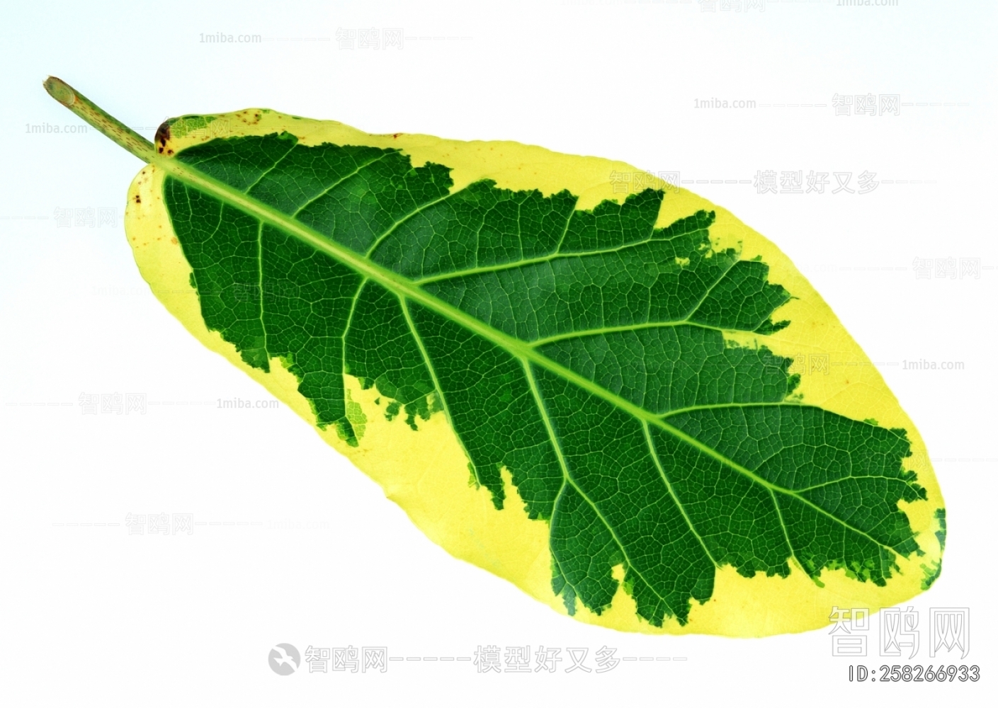 Plant Leaves