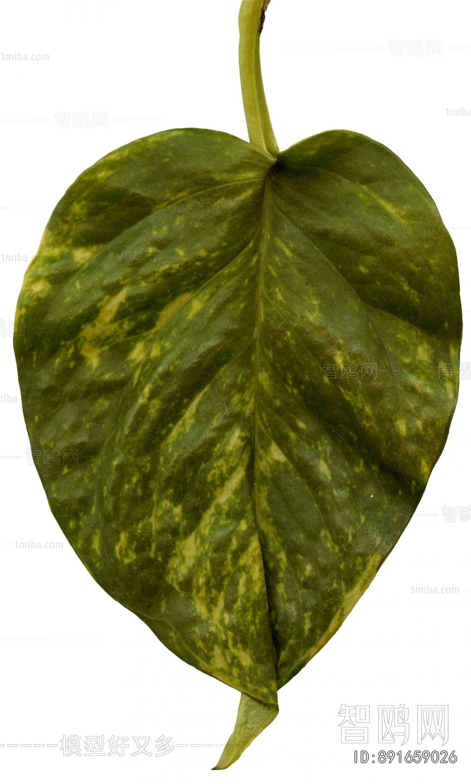 Plant Leaves
