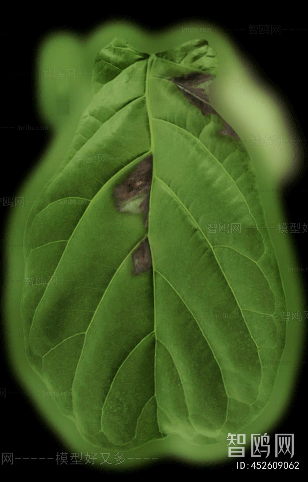 Plant Leaves