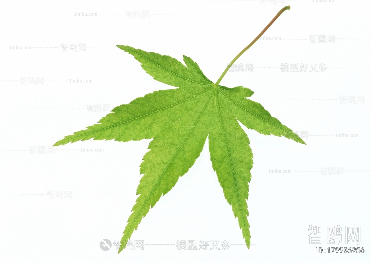 Plant Leaves