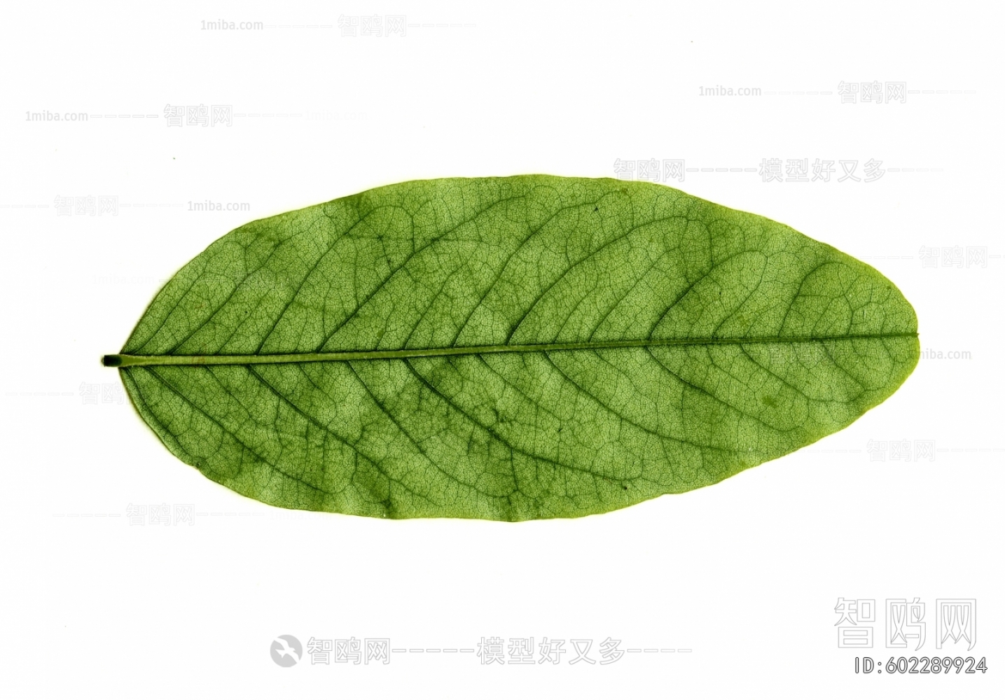 Plant Leaves