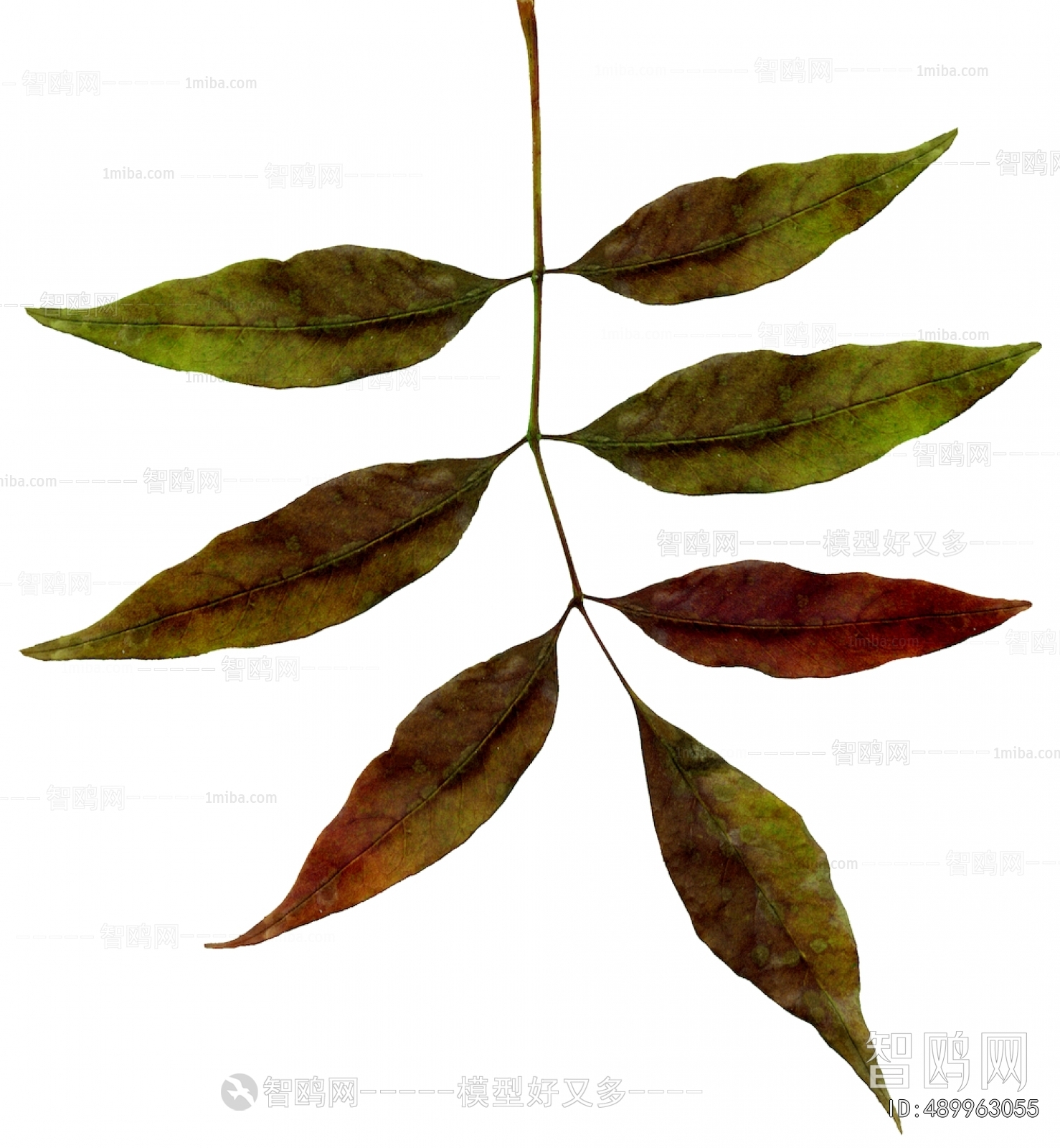Plant Leaves