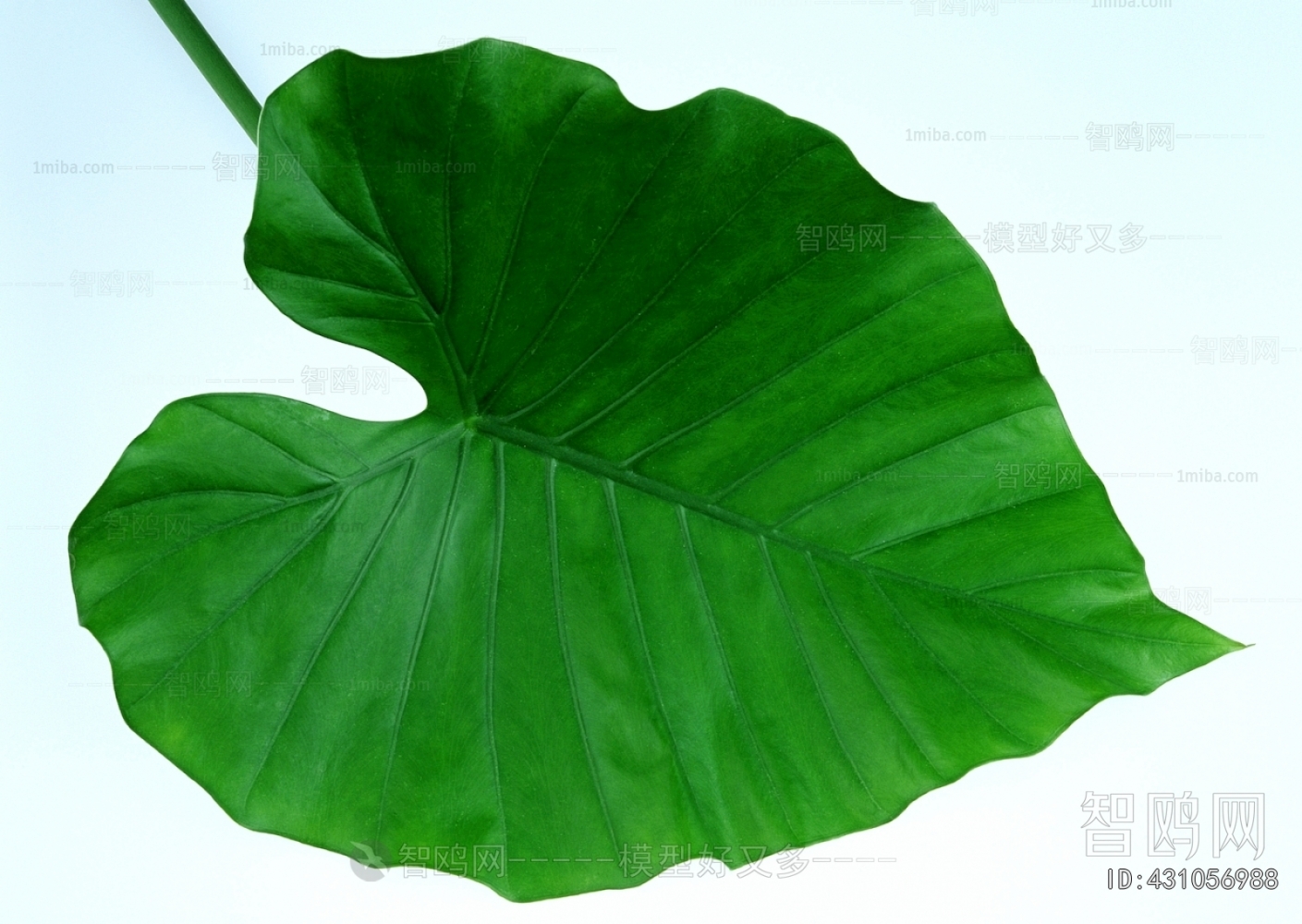 Plant Leaves