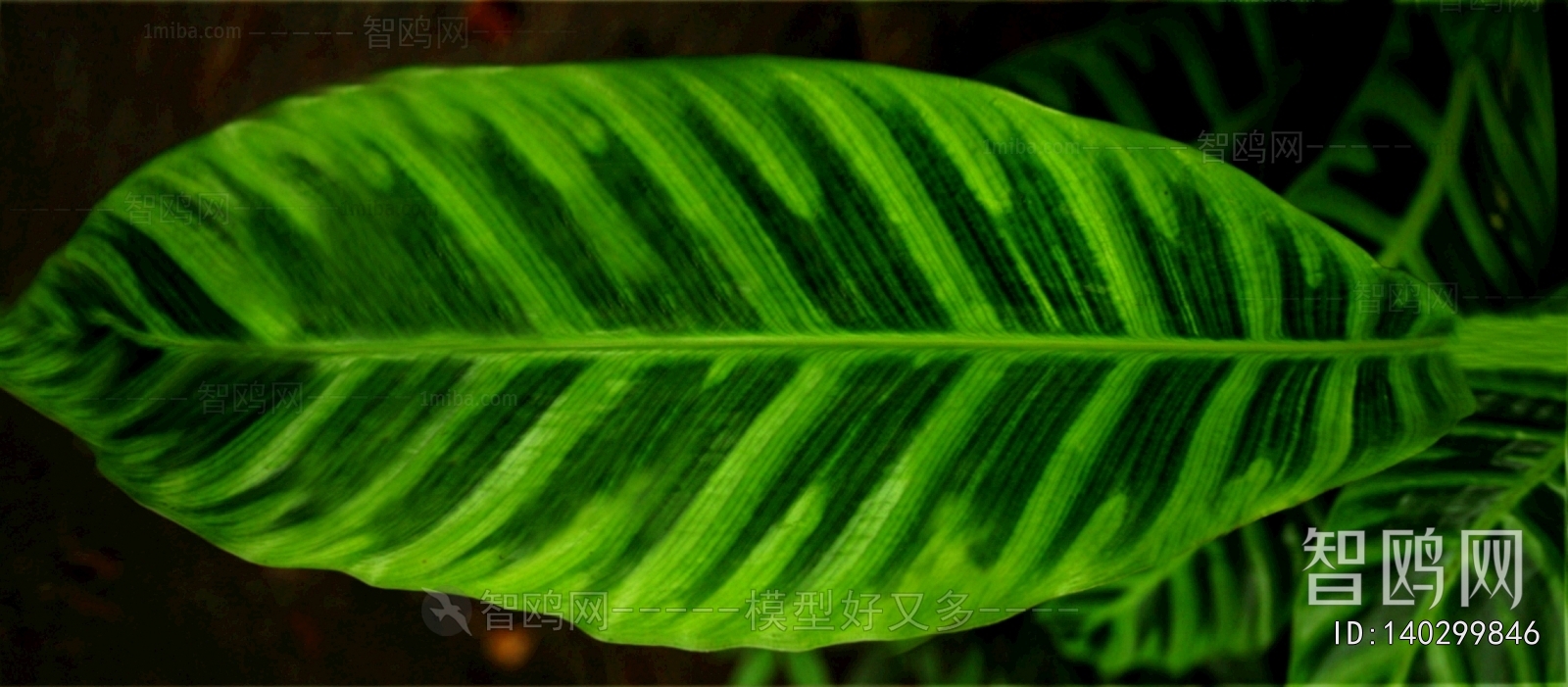 植物树叶