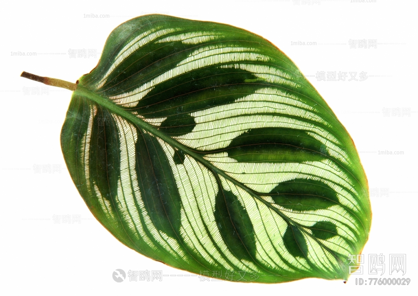 Plant Leaves