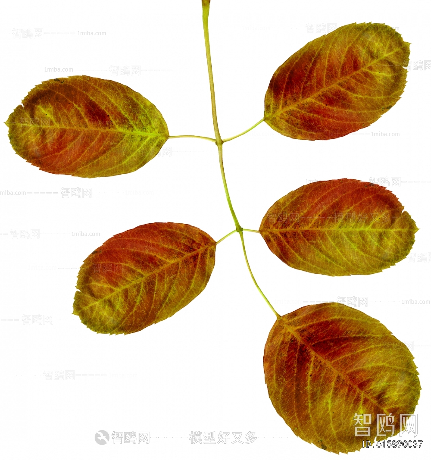 Plant Leaves