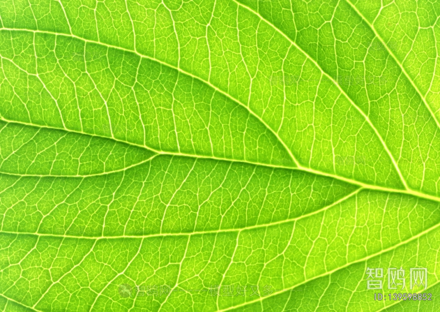 Plant Leaves