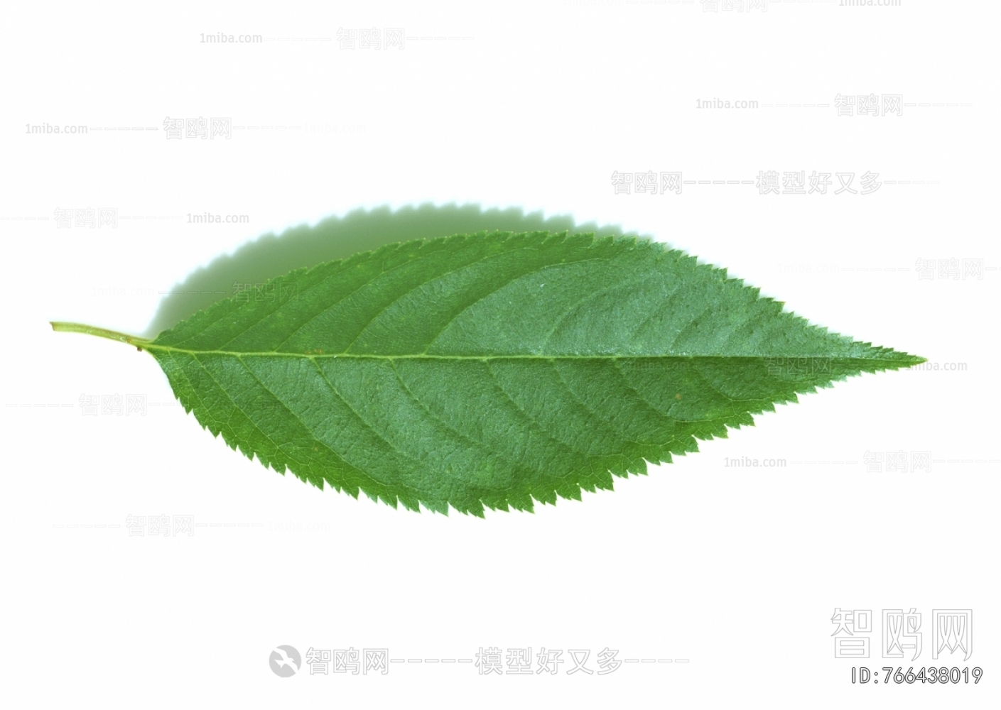 Plant Leaves