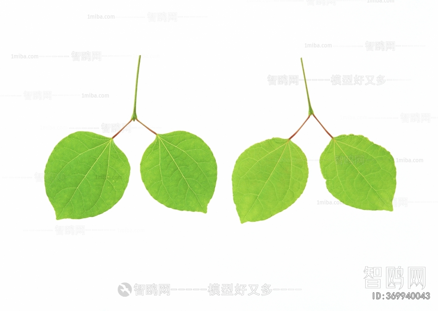 Plant Leaves